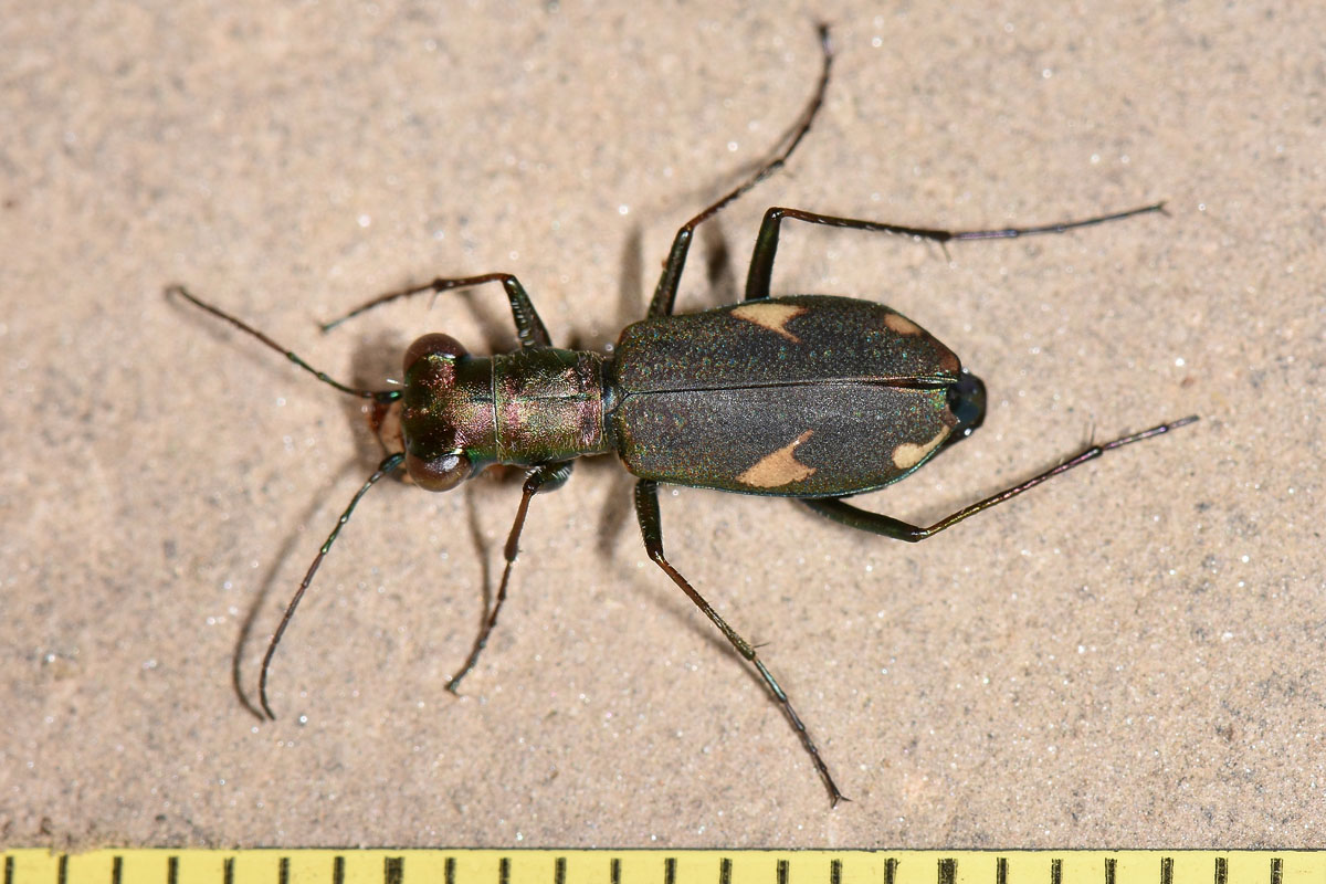 Carabidae: Cylindera germanica?  S !